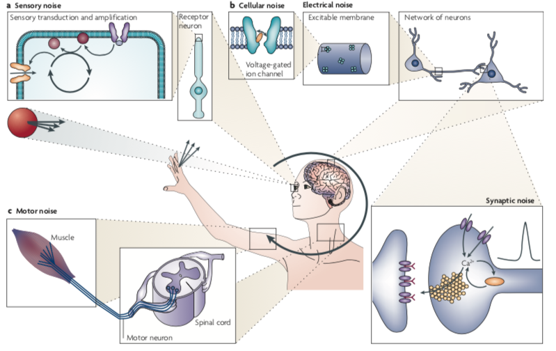 Multiple sources of noise in the nervous system including sensory, cellular, synaptic and motor noise. 