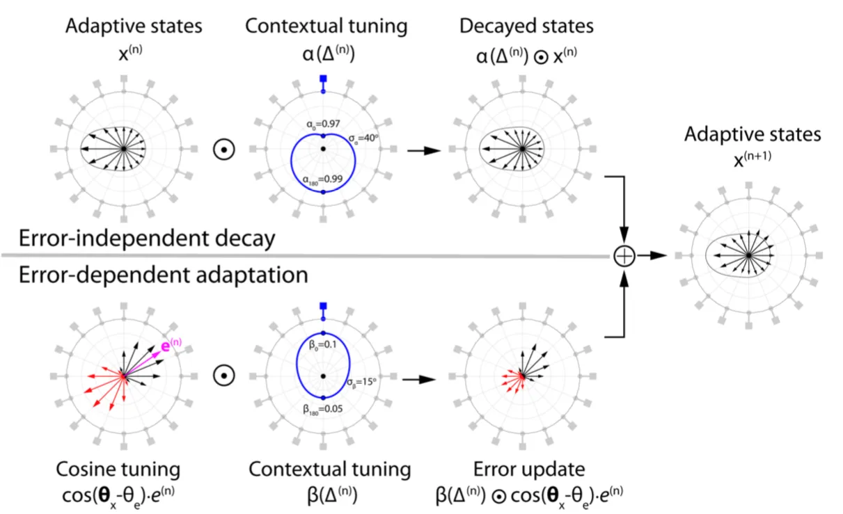 Error tuned model that incroropates adaptive states which decay and an dependent adaptation which updates the states. 